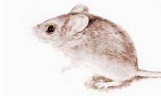 女性梦见大量老鼠吓醒后寓意何在？探讨梦中老鼠的象征意义与解读