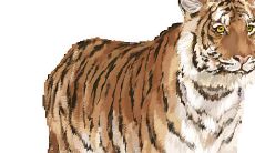 探寻属虎1974年出生者在2023年的全面运势：破解命运迷局与把握机会之路