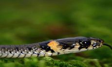 根据风水学，属蛇的人不适合养龟，也不适合养什么宠物？