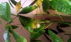 为什么招财树不断落叶变黄枯萎？有哪些招财树种类及其养护技巧？