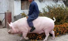 二月份出生的属猪人的未来命运：运势预测