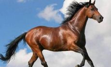 属马男生是否是典型的直男？探究属马男生的生肖恋爱倾向