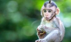 女属猴晚年预测：探索68年寿命下晚年生活的可能情况