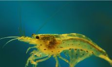 已婚女性在梦中捕捞无数活泼小虾的奇异经历