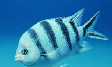 招财鱼是否具有消化系统，包括其是否食用青菜等问题？