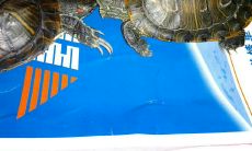 女性眼睛周围痣图解：涵盖史无前例的全面眼相面相图解库