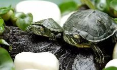 如何借助风水提升男性财运？让你的家里布置变得更具吉祥，财富便自然而来