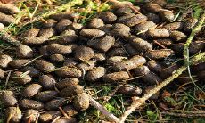 在梦中体验尴尬情形：梦见自己在拉屎时失控，屎拉到裤裆里！