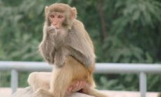 1977年属蛇的人与1984年属鼠的人的婚姻可行性如何？引发羡煞旁人的猜生肖话题探讨