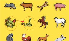 女性属龙是否适合与男性属蛇搭配组成一对情侣？（在感情中，女属龙和男属蛇是否能匹配成功？）