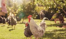 想知道1981年本命年是哪一年吗？快来了解一下！