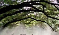 大门前种什么花种类能带来财运与繁荣？选择正确的植物种类，让你的院子充满生机，吸引好运不断