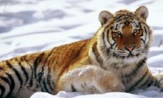 三月初六生肖属鼠的人的运势：探究84年属鼠者的贵人是哪个生肖？