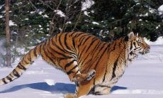 1986年属虎女每月综合运势以及情感发展预测 (Predictions for the Monthly Fortune and Love Life of 1986 Women Born in the Year of the Tiger)