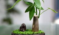 在养护招财树时，是否应该暴晒阳光才能让其茁壮成长（招财树是否需要阳光来生长）？