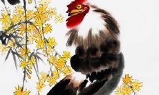 2019年是1969年出生的属鸡人一生命运的重要节点，请问这些属鸡的人今年的运势如何？