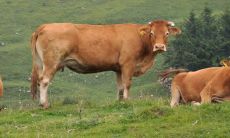 今日属牛的朋友们的财运如何？（探究生肖牛今日的财富运势）