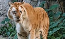 同属相的人是否存在相同属相婚配禁忌，婚姻能否合法进行？