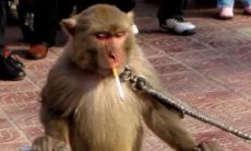 喜欢玩的人看过来：如果你属猪，那么在猴林里出生的蛇时辰是最佳选择！