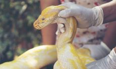 暗示2023年属蛇人将面临一些挑战：在求贵人之前，先要知道属蛇人的贵人属相是什么？