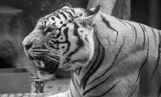 1962年生肖虎的2021年运势预测