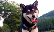 黑狗是招财还是带灾祸？揭秘黑狗的历史及文化意义