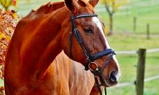 探究属马人在2023年的运势和命运如何（How will the year 2023 treat individuals born in the Year of the Horse: An exploration of the luck and fate of the Horse in the year ahead）