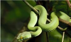 已婚女性梦见身陷危险局面，众多恶毒蛇围绕而来，不断咬噬自己（婚后女性梦见蛇冲过来咬我）