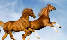 探究哪一年出生的人属马，以及2002年属马人的最佳出生月份