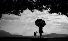 属狗人2023姻缘情况查询：3月黄历出行吉日指南