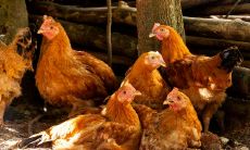 81年属鸡女今日财运看好，机遇频现，偏财亨通！