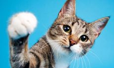 孕妇梦见具有凶猛特征的猫，这是什么预兆？