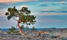 属于1984年的鸡年生肖，其生肖命运是怎样的？亦或者，1969年的属鸡人会经历哪些命运？