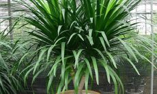 1976年出生的龙年属相的幸运人是谁？他们有何秘诀，能够轻松致富？