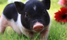 2023年是哪个属相？属鼠的人与哪些属相容易发生犯冲？