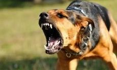 梦境揭示：女性梦见右腿被狗咬出鲜血，是什么寓意？