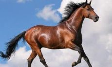 一篇详尽的马名指南：100个男性马的名字，以及马姓女孩的完美命名方案！