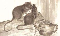 与他人相处有困难的生肖男：命运最佳的生肖男性