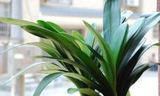 卧室中哪些花卉搭配最符合风水学规则且对财运最有帮助呢？