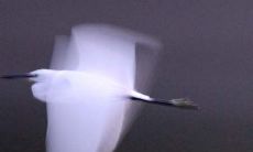 探讨命理学中的日柱华盖贵人（指日柱带有华盖的男性命盘）现象与意义