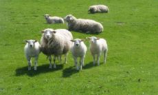 属相不合的婚姻：探讨属猴和属羊配对的谚语、传统观念和现代趋势