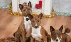 2023属狗生肖的婚姻前景如何，以及属猪1995年生肖的姻缘可能出现在哪一年？