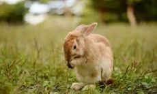 属兔1987年出生的人今年是多少岁？属龙的该多少岁呢？