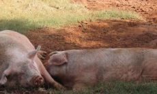 1971年出生的属猪女性婚姻生涯如何？探究1971年属猪女人的性格特点！