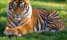 穿越时空，探寻婚姻匹配之道：1999年女性最佳属相配偶推荐（含96年出生女孩）