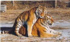 属虎的男女是否适合婚姻？女性属虎的最佳属相配对是什么？