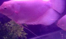 如何观察招财鱼的品相和外观特征以确认其真假与价值（招财鱼的外貌特征及品相鉴别指南）