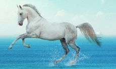 属猴和属鸡的属相匹配度如何，他们能否成为朋友或合作伙伴？