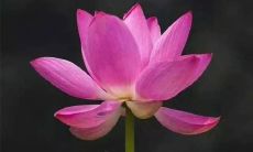 属猪人在2023年什么月份搬家最佳？（When is the Best Month for People Born in the Year of the Pig to Move House in 2023?）