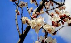 利用八字桃花算命揭秘关于桃花运的卦象！